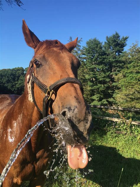 how to handle a hot horse